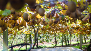 natural dried kiwifruit from new zealand