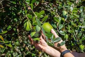 The Unexpected Health Benefits of Feijoas — New Zealand’s Humble Hero